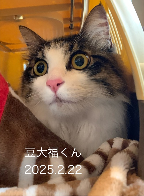 豆大福くん、遊びに来てくれましたー 豆大福くん、遊びに来てくれましたー