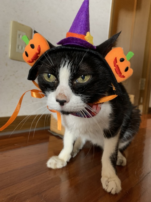 happyハロウィン happyハロウィン
