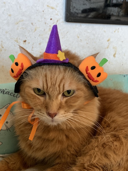 happyハロウィン happyハロウィン