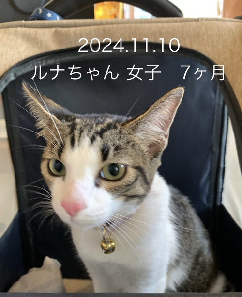 ルナちゃん、遊びに来てくれました ルナちゃん、遊びに来てくれました