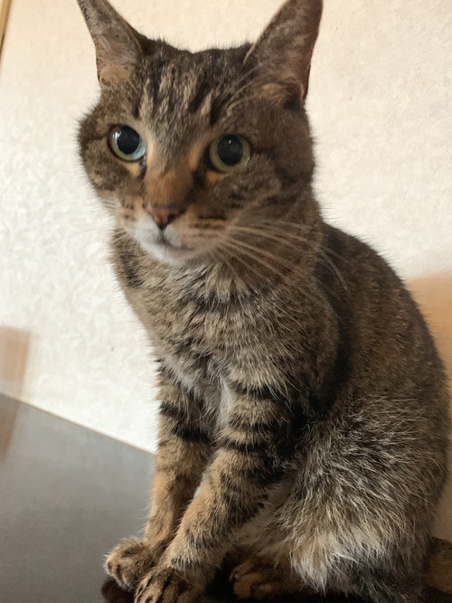 今日のミミ 今日のミミ
