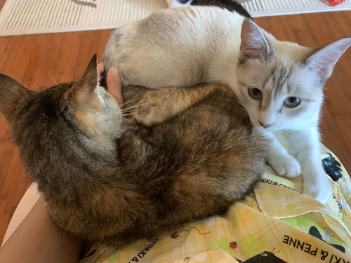 ひざの上 ひざの上