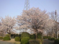 おはようございます！ 2008/03/29 07:53:08