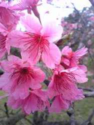 沖縄の桜