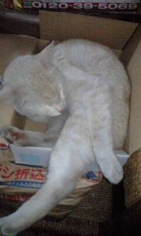 無理やり