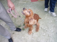 シオン警察犬訓練所 2008/05/11 21:08:39