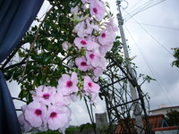 夏のおわりに 2008/09/01 23:03:13