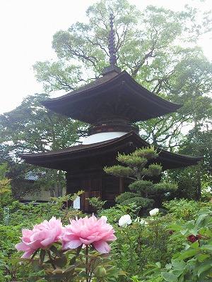 牡丹寺、(ぼたん)愛知県稲沢市萬徳寺