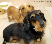 頑張ったで賞!