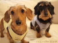 ノイとうるまの日記