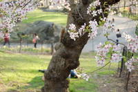 セントラルパークでお花見とお散歩 2008/04/21 09:57:48