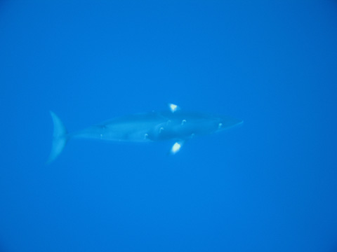 クジラ現る!
