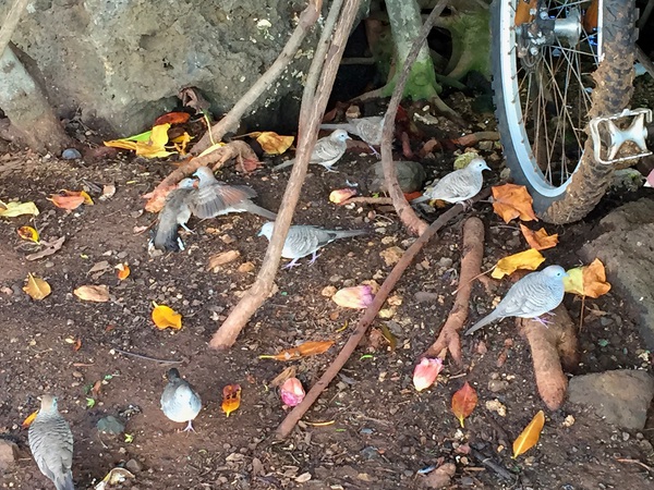 ハワイのウチナーンチュ、やっぱり元気です ハワイのウチナーンチュ、やっぱり元気です
