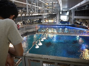 『ジンベイザメと泳ぎたい』を叶えてくれる夢の海へ 『ジンベイザメと泳ぎたい』を叶えてくれる夢の海へ