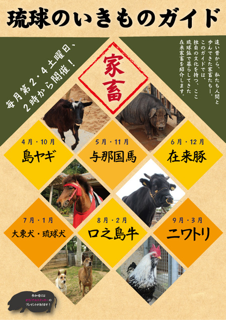 琉球のいきものガイド～家畜編～9月のテーマは「チャーン」