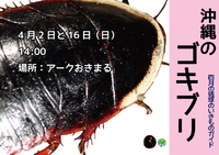 琉球のいきものガイド「４月はゴキブリ」