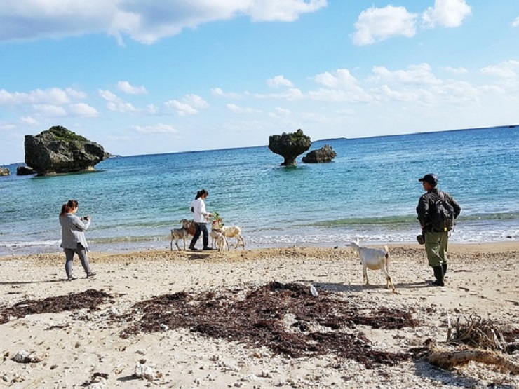 清ら海ファーム 山羊(ヒージャー)散歩 清ら海ファーム 山羊(ヒージャー)散歩
