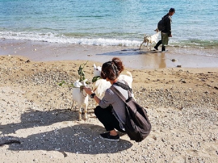清ら海ファーム 山羊(ヒージャー)散歩 清ら海ファーム 山羊(ヒージャー)散歩