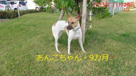 行政に「怒り」をぶつけた子イヌの捕獲・・・覚えてますか? 行政に「怒り」をぶつけた子イヌの捕獲・・・覚えてますか?