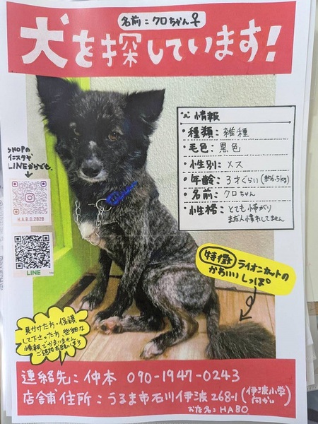 うるま市石川近郊の皆様へ、クロちゃんの目撃情報求む・・・センター引取りの子です! うるま市石川近郊の皆様へ、クロちゃんの目撃情報求む・・・センター引取りの子です!