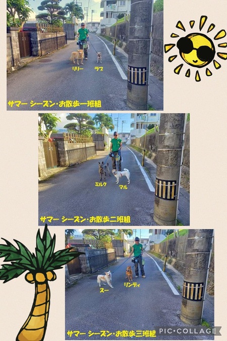 サマー シーズン「お散歩お助け隊」募ります・・・ショートコースですが! サマー シーズン「お散歩お助け隊」募ります・・・ショートコースですが!