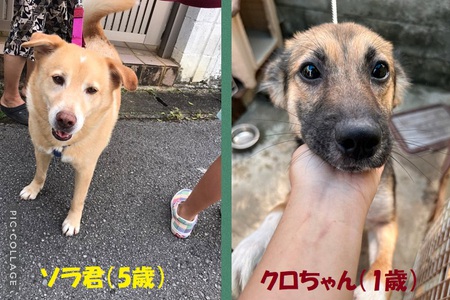 再願い、ソラ君&クロちゃん「あずかり先」募る・・・「家庭事情」ある子です!涙 再願い、ソラ君&クロちゃん「あずかり先」募る・・・「家庭事情」ある子です!涙