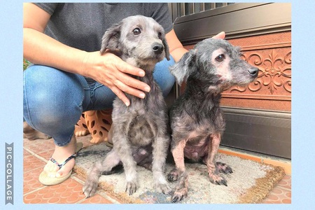 保護ダックス2兄弟、飼い主さんへお渡し完了・・・アトピー良くなります様に! 保護ダックス2兄弟、飼い主さんへお渡し完了・・・アトピー良くなります様に!
