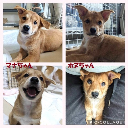 昨日、ハノ母さんの子、マナ&ホノ「ワクチン接種」終えました・・・これで、安心して「譲活」です!涙 昨日、ハノ母さんの子、マナ&ホノ「ワクチン接種」終えました・・・これで、安心して「譲活」です!涙