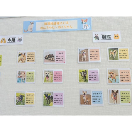 「譲渡推進棟(ハピアニ)」ワンニャンズに会いに行って下さい・・・今日から「動物愛護週間」で~す! 「譲渡推進棟(ハピアニ)」ワンニャンズに会いに行って下さい・・・今日から「動物愛護週間」で~す!