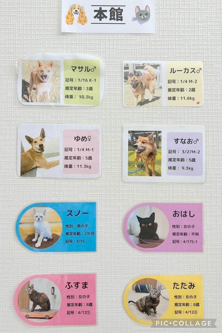 「譲渡推進棟(ハピアニ)」ワンニャンズに会いに行って下さ~い・・・「ワンsの会」から宜しくです! 「譲渡推進棟(ハピアニ)」ワンニャンズに会いに行って下さ~い・・・「ワンsの会」から宜しくです!
