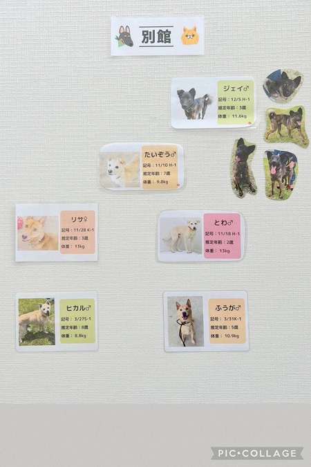 「譲渡推進棟(ハピアニ)」ワンニャンズに会いに行って下さ~い・・・「ワンsの会」から宜しくです! 「譲渡推進棟(ハピアニ)」ワンニャンズに会いに行って下さ~い・・・「ワンsの会」から宜しくです!