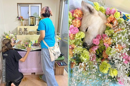 本日、センターより緊急相談のヒカル君「虹の橋」へ旅立つ・納得のいかない「死」でした!悔しい 本日、センターより緊急相談のヒカル君「虹の橋」へ旅立つ・納得のいかない「死」でした!悔しい