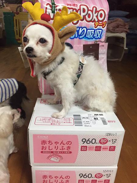 「モフモフフェス」イベントより、ご寄付の物資が届きました・・・第三弾! 「モフモフフェス」イベントより、ご寄付の物資が届きました・・・第三弾!