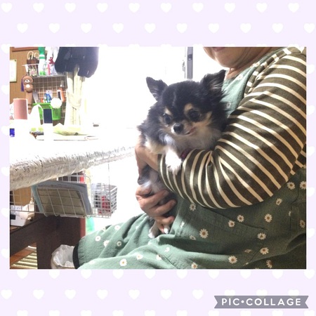 緊急 飼い主さん「健康事情」から「あずかり先」募ります・・・フレンドリーで優しい子! 緊急 飼い主さん「健康事情」から「あずかり先」募ります・・・フレンドリーで優しい子!