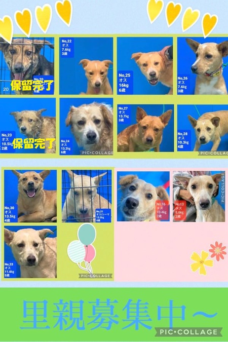 中部某所個人宅「多頭飼育崩壊」残った11頭救いたい・・・3月「殺処分」! 中部某所個人宅「多頭飼育崩壊」残った11頭救いたい・・・3月「殺処分」!