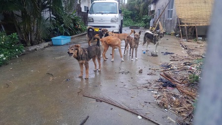 南城市多頭飼育宅、移動先募る! 南城市多頭飼育宅、移動先募る!