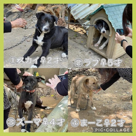 緊急 名護市某所多頭飼育宅「移動先&お世話ボラ」募ります・・・どうか、ご協力お願いします!涙 緊急 名護市某所多頭飼育宅「移動先&お世話ボラ」募ります・・・どうか、ご協力お願いします!涙