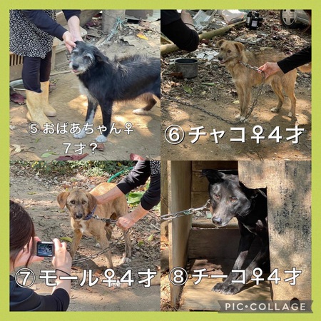 緊急 名護市某所多頭飼育宅「移動先&お世話ボラ」募ります・・・どうか、ご協力お願いします!涙 緊急 名護市某所多頭飼育宅「移動先&お世話ボラ」募ります・・・どうか、ご協力お願いします!涙