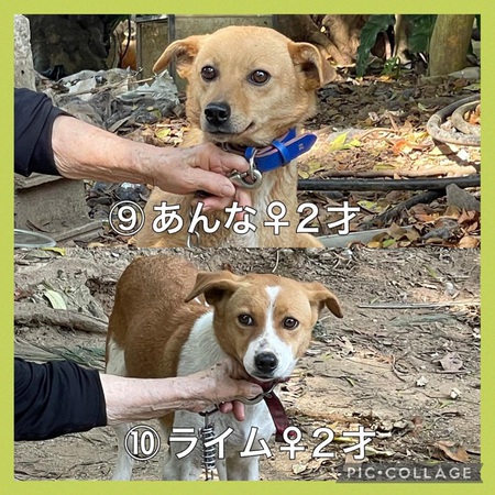 緊急 名護市某所多頭飼育宅「移動先&お世話ボラ」募ります・・・どうか、ご協力お願いします!涙 緊急 名護市某所多頭飼育宅「移動先&お世話ボラ」募ります・・・どうか、ご協力お願いします!涙