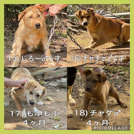 緊急 名護市某所多頭飼育宅「移動先&お世話ボラ」募ります・・・どうか、ご協力お願いします!涙 緊急 名護市某所多頭飼育宅「移動先&お世話ボラ」募ります・・・どうか、ご協力お願いします!涙