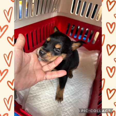名護市より個人保護「子イヌ」引き取りました・・・飼い主の「虐待」可能性ありの子!涙 名護市より個人保護「子イヌ」引き取りました・・・飼い主の「虐待」可能性ありの子!涙