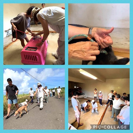 前山田メンバー「ビビり犬のトレーニング IN 宮古島」参加・・・「高橋りこ」先生による! 前山田メンバー「ビビり犬のトレーニング IN 宮古島」参加・・・「高橋りこ」先生による!