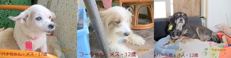 Kお爺さん宅6ワンズ、2011年1月支援の子たち! Kお爺さん宅6ワンズ、2011年1月支援の子たち!