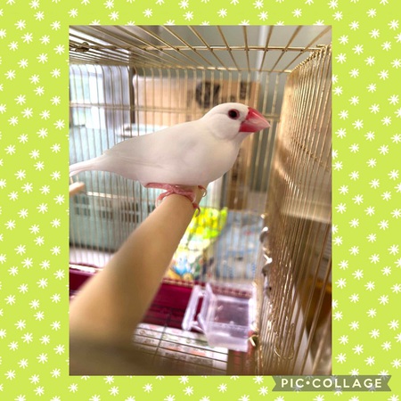 センター収容「白文鳥ちゃん」心優しい「家族募集中」・・・一日も早くセンター「卒業」願う! センター収容「白文鳥ちゃん」心優しい「家族募集中」・・・一日も早くセンター「卒業」願う!