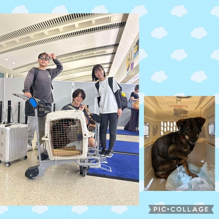 来沖中の「SPA」さんへ、写真の子お渡し東京へ旅立ちました・・・救って頂き、ただただ感謝!涙 来沖中の「SPA」さんへ、写真の子お渡し東京へ旅立ちました・・・救って頂き、ただただ感謝!涙
