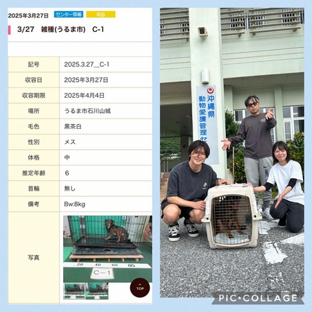 来沖中の「SPA」さんへ、写真の子お渡し東京へ旅立ちました・・・救って頂き、ただただ感謝!涙 来沖中の「SPA」さんへ、写真の子お渡し東京へ旅立ちました・・・救って頂き、ただただ感謝!涙