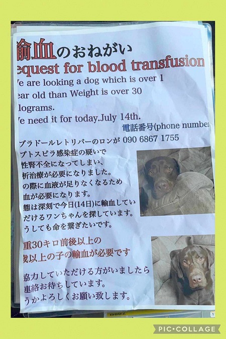 緊急、ロン君「供血犬」募る・・・ほぼ毎日「輸血」が必用との情報!涙 緊急、ロン君「供血犬」募る・・・ほぼ毎日「輸血」が必用との情報!涙