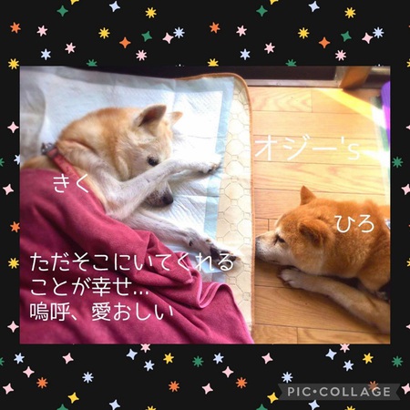 数年前は事務局保護イヌ「7対3」の割合で「女の子」多しでした・・・現在「男の子」が逆転!笑 数年前は事務局保護イヌ「7対3」の割合で「女の子」多しでした・・・現在「男の子」が逆転!笑