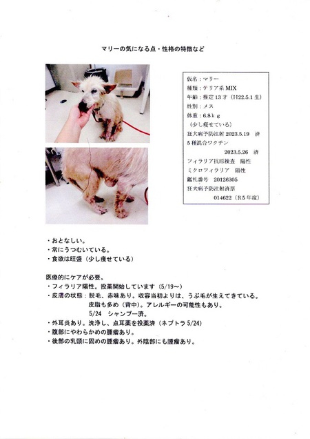 那覇市収容エルダー2ワンズを「卒業」させたい・・・「あずかり先」募らせて下さい!願 那覇市収容エルダー2ワンズを「卒業」させたい・・・「あずかり先」募らせて下さい!願