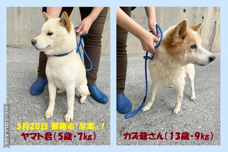 那覇市収容エルダー2ワンズを「卒業」させたい・・・「あずかり先」募らせて下さい!願 那覇市収容エルダー2ワンズを「卒業」させたい・・・「あずかり先」募らせて下さい!願